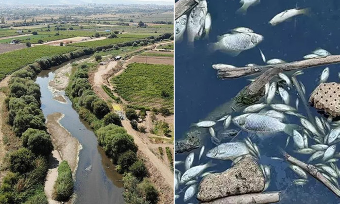 GEDİZ NEHRİ’NDEKİ BALIK ÖLÜMLERİNİN SEBEBİ BELLİ OLDU