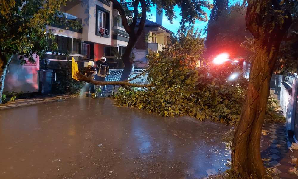 Manisa’da fırtına ağaçları devirdi   