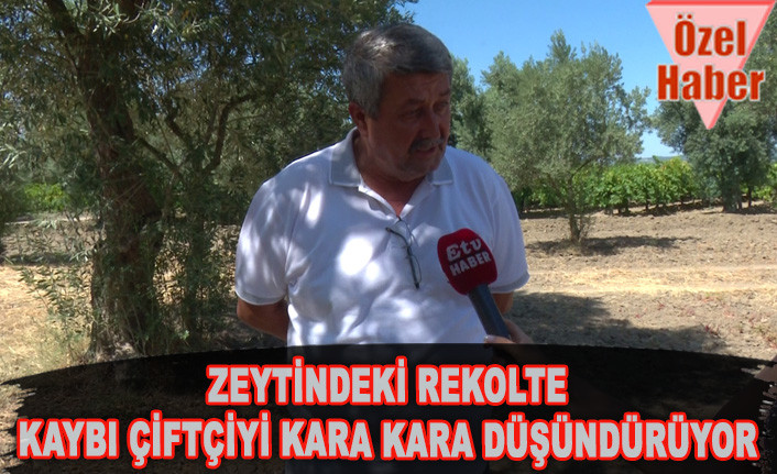 ZEYTİNDEKİ REKOLTE KAYBI ÇİFTÇİYİ KARA KARA DÜŞÜNDÜRÜYOR